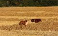 IMG_6930