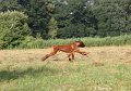 IMG_6424