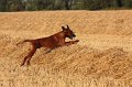 IMG_6988a