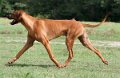 aussie_amos_ridgewell_2