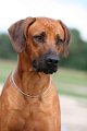 aussie_amos_ridgewell_3