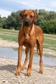 aussie_amos_ridgewell_4