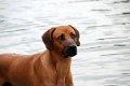 aussie_amos_ridgewell_5