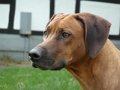 mkondo_wa_simba_jumu
